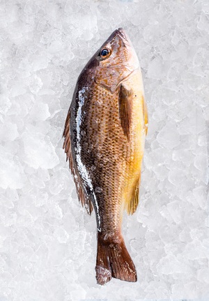 Martec Fish MarketPargo Rosado Entero - "Catch of the Day"